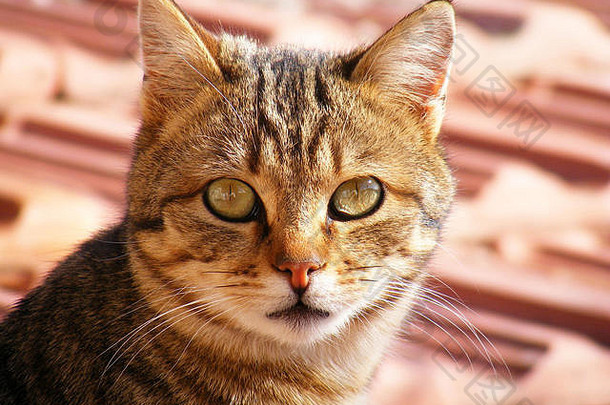 猫咪图片，可爱的猫咪图片，猫眼，最美丽的猫眼