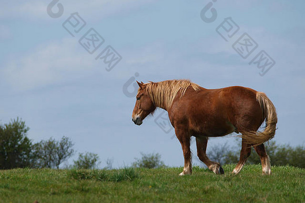 一匹萨福克冲锋马在围场里自由行走。