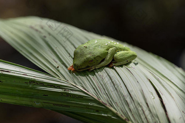 哥斯达黎加雨林中的红眼树蛙，其透明的眼睑部分打开。
