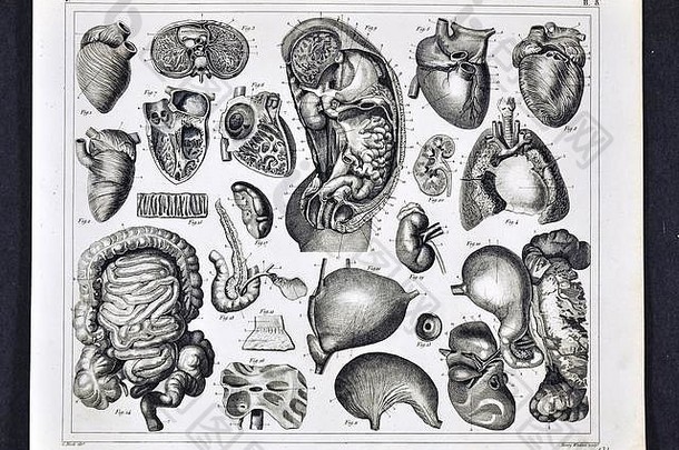 1849年人体解剖医学插图，显示心脏、肠、肺、胃、肝、腹部和胸部的
