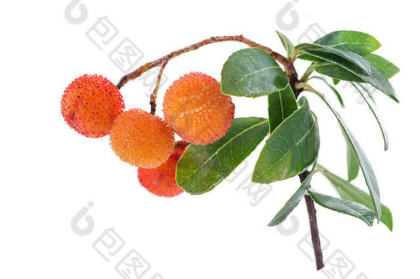 杨梅枝和非常成熟的橙色果实，白色背景