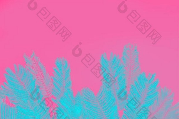 生动的海蓝宝石棕榈叶子现代粉红色的背景