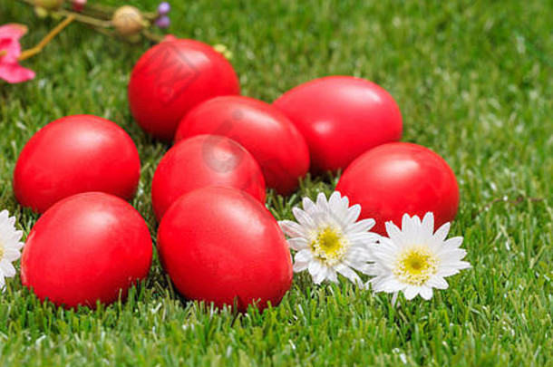 复活节概念红色的鸡蛋白色雏菊绿色草关闭视图
