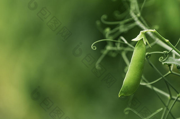 本地种植的绿色豌豆在有机花园中，本地生产豌豆