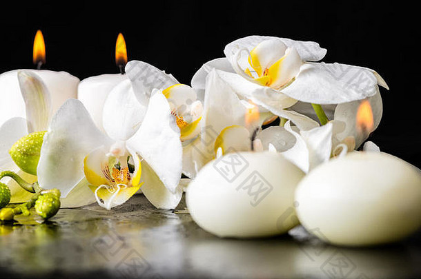 美丽的水疗中心装饰着盛开的白色兰花、带露水的蝴蝶兰和黑色背景上的蜡烛，特写