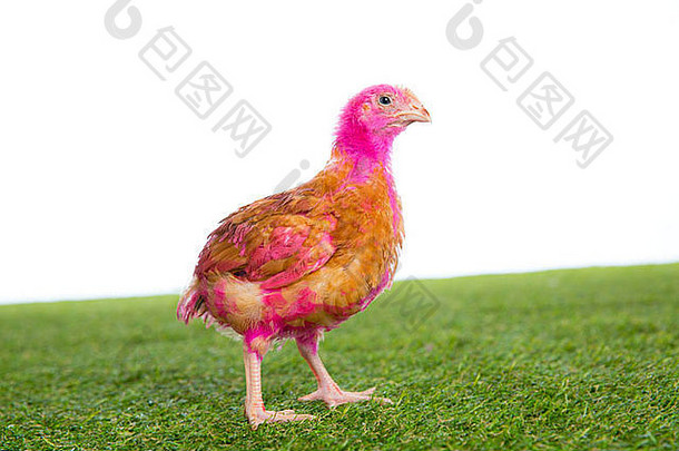 在草坪上涂上粉红色的鸡肉和白色背景