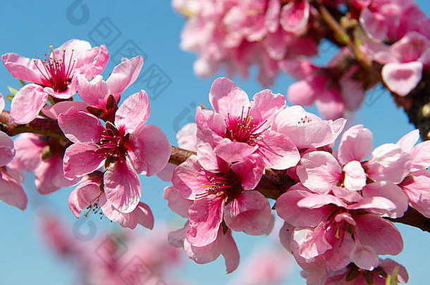 树上的粉红色杏花，科泽格，匈牙利