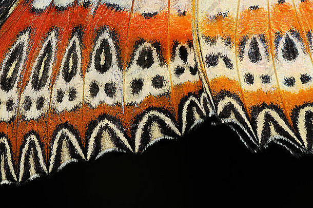 马来语草蜻蛉蝴蝶cethosia参考书目特写镜头显示模式下面翼本地的南亚洲