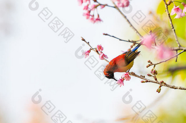 一只五颜六色的古尔德夫人的太阳鸟以盛开的野生喜马拉雅樱花为食