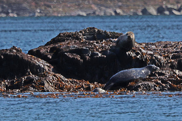 在阿拉斯加东南部的岩石海岸线上，海豹和海狮一起休息