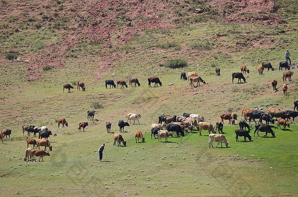 乌兹别克东南部希萨山脉的牧羊人在照看一大群牛群