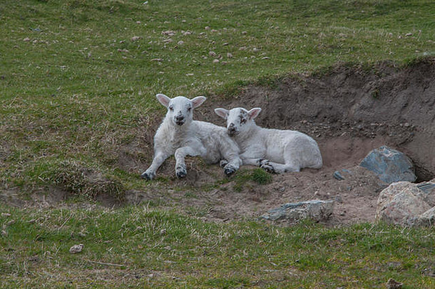 苏格兰内赫布里底群岛岛基尔乔曼沙地山谷中的苏格兰黑脸羔羊