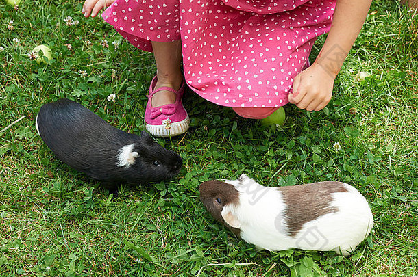 孩子女孩放松玩几内亚猪绿色草草坪上花园农村夏天宠物动物
