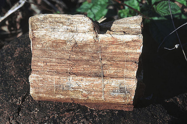化石木一块化石木粮食木可见