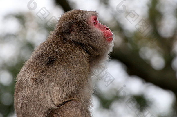 日本短尾猿雪猴子猴子。福斯卡塔模糊背景树