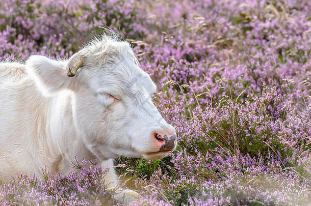 睡在沼地上的白牛，长满了鲜艳的紫罗兰花。英国农村的有机农业。甜蜜的梦。空间。牧场上的牛。
