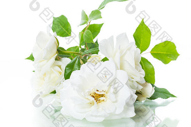 花束美丽的白色玫瑰孤立的白色