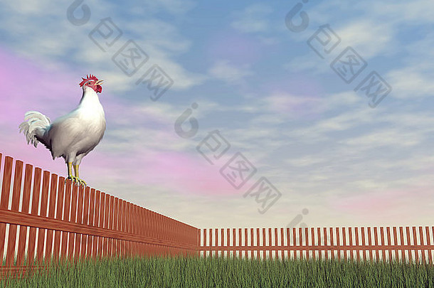 一只<strong>公鸡</strong>独自站在木栅栏上，在晨光中啼叫