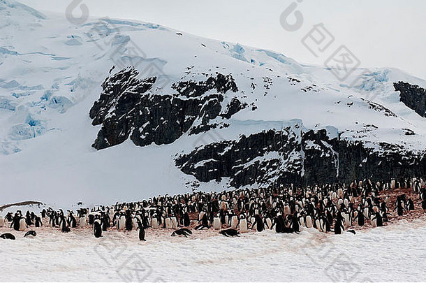 <strong>南极</strong>半岛Cuverville岛的Gentoo企鹅rookery（Pygoscelis巴布亚）