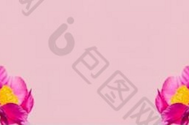 牡丹花束在粉红色的背景上。美丽的花边设计特写。为文本空间。宽横幅。