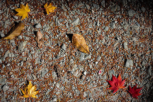 五彩缤纷的秋天落叶落在地上。干叶覆盖着土地的表面。特写，俯瞰，多色美丽季节