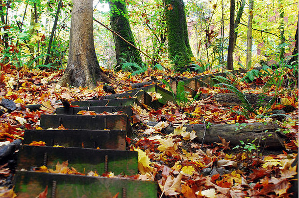 秋天穿过森林的木楼梯