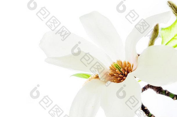 亚洲类型的木兰，星木兰或被称为星木兰，在欧洲春季开花