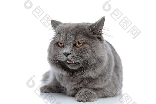 美丽的英国长毛猫，灰色皮毛躺着，在白色工作室背景下张大嘴巴向外张望