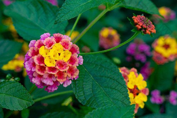 绽放五颜六色的花朵不知道是什么花，但它是一种引人注目的美丽