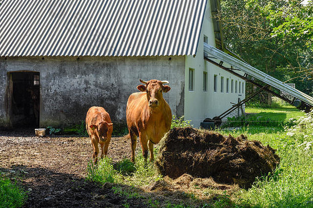 丹麦维斯伯克农场的一头带小牛的奶牛