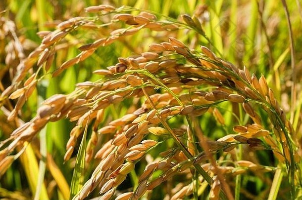坡谷成熟稻田