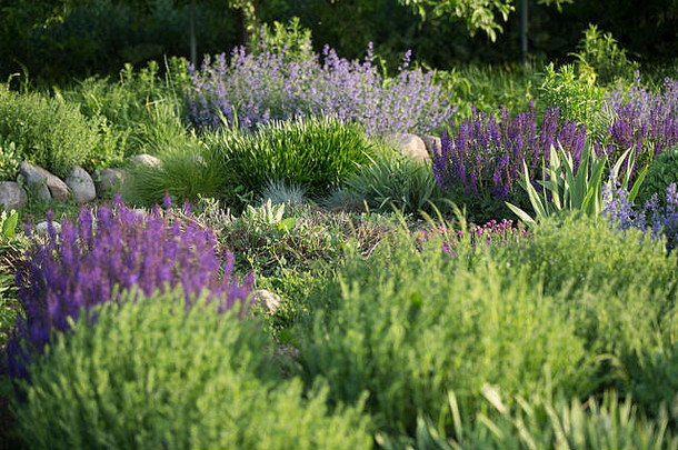六月，一个郁郁葱葱的迷宫式<strong>社区花园</strong>里开满了紫色的花和丰富的植物