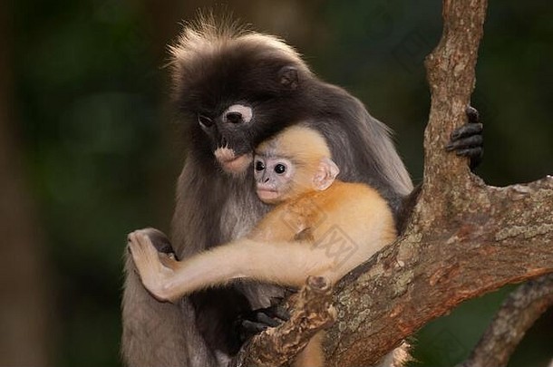 坐在树上休息的暗叶猴、暗叶叶猴或斑叶猴的母子。