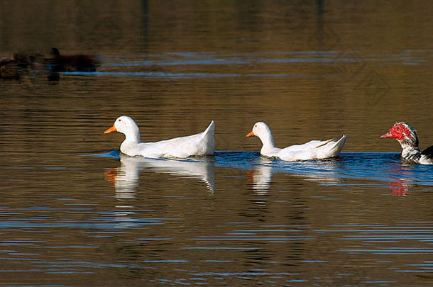 三只鸭子在湖面上一字排开两只白的一张红脸黑白的