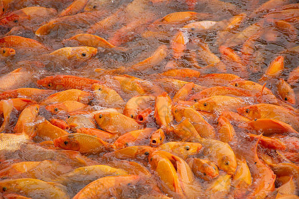 中国人在汕头<strong>中山公园</strong>花园的水池里喂食时，花式鲤鱼或锦鲤在游泳，翩翩起舞
