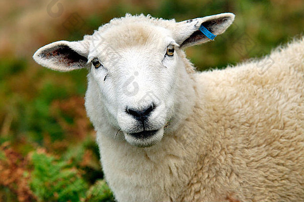 英国德文郡莫特霍附近田野中的绵羊
