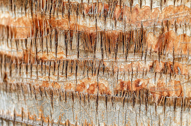 棕榈树皮的纹理。美丽的树皮图案。特写。