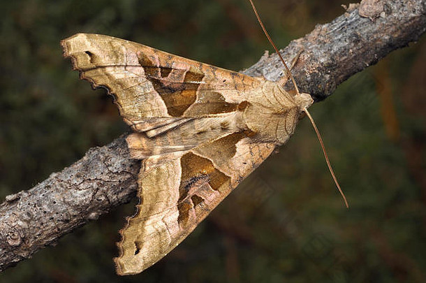 斜纹夜蛾（金黄色夜蛾）的背视图，翅膀张开，栖息在针叶树枝上。爱尔兰蒂普拉里