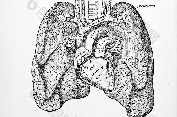 古董医疗插图人类心心血管系统