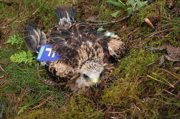 风筝红色的米尔沃斯米尔沃斯皇家鸟类保护协会响幼鸟巢网站邓弗里斯加洛韦苏格兰