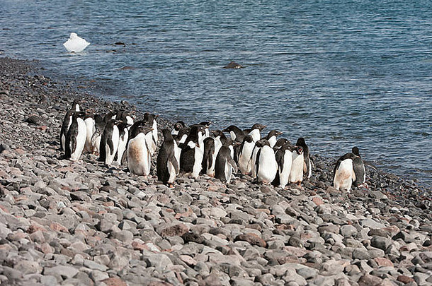 集团阿德利企鹅Pygoscelis阿德利亚石头海滩波莱特岛<strong>南极</strong>半岛