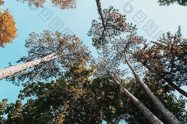 秋天森林树视图蓝色的天空
