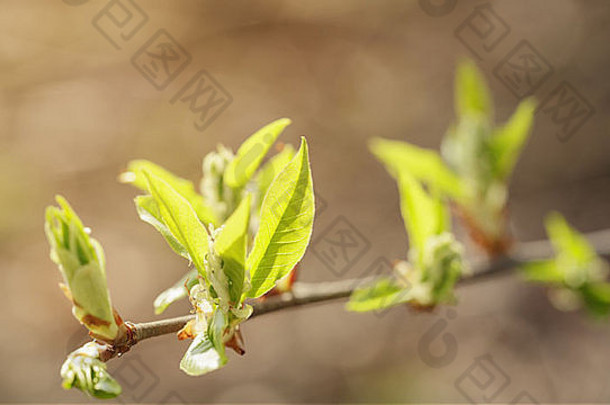 春天早晨樱桃鸟树的嫩叶，特写