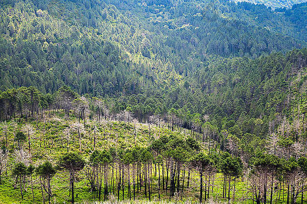 野生山森林景观南科西嘉岛岛法国