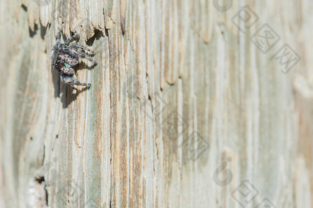 围栏柱上的大胆跳跃蜘蛛（Phidippus audax）的宏