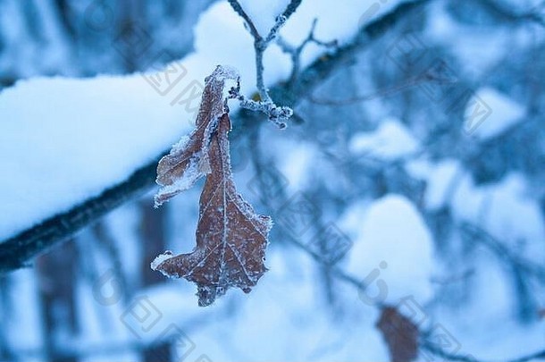 棕色（的）橡木叶覆盖白霜冰晶体寒冷的早....关闭概念发病冬天冷天气冬天克里斯特姆