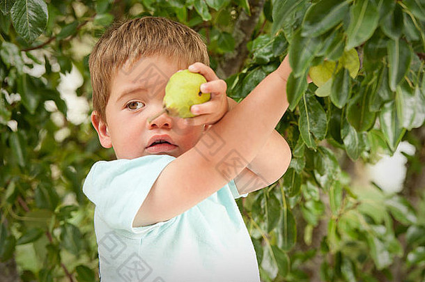 可爱的男孩自豪地显示梨选树