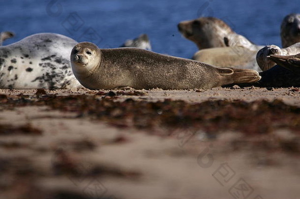 苏格兰马里芬德霍恩湾沙滩上躺着的普通海豹、黄斑海豹、团体和个人特写肖像