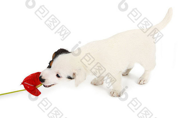 杰克罗素小狗玩红色的花烛属植物白色背景