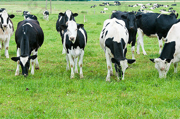 牧场上的一群奶牛